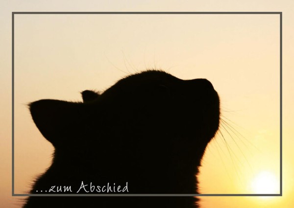 Katze 2 im Sonnenuntergang