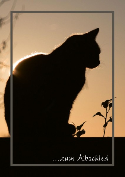 Katze 3 im Sonnenuntergang
